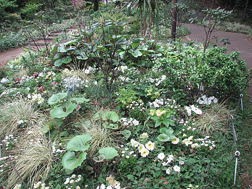 フランス山に植えられた花